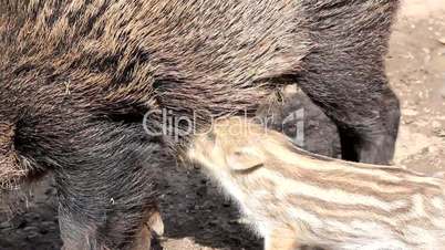 young boar drinking