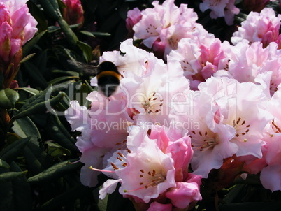 Rhododendron mit Hummel