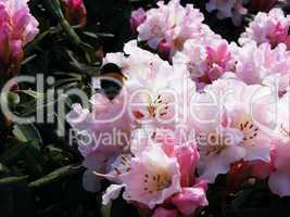 Rhododendron mit Hummel