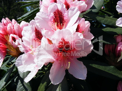 Rhododendron I