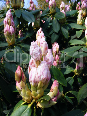 Rhododendron mit Knospen