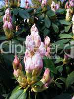 Rhododendron mit Knospen
