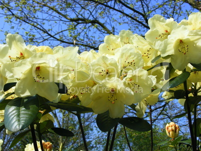 Rhododendron II