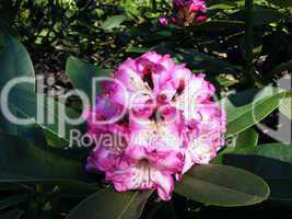 Rhododendron III