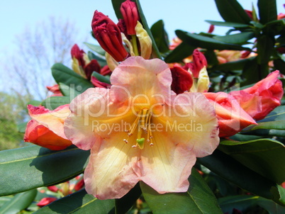 Rhododendron IV