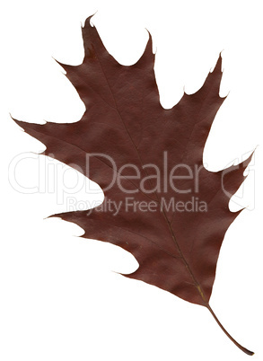 autumn oak leaf