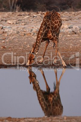 Trinkende Giraffe