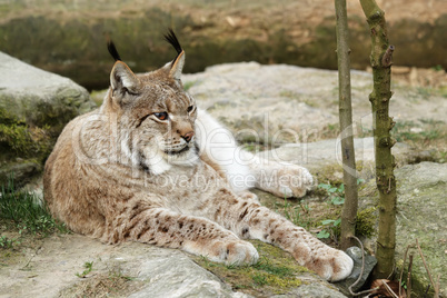 Luchs (Lynx lynx)