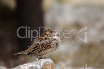 Haussperling (Passer domesticus)