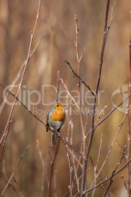 Rotkehlchen (Erithacus rubecula)