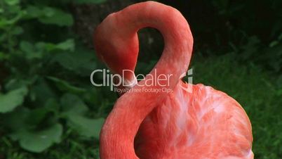 American Flamingo Grooming