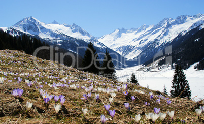 Spring in Mountain-Valley