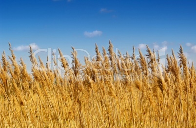 Schilf vor blauem Himmel - Schilfgürtel