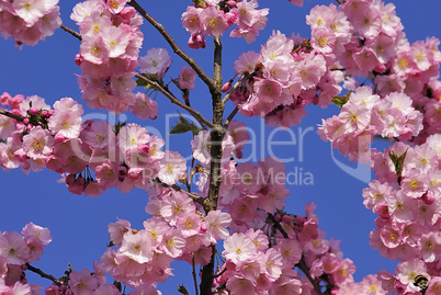 japanische kirschblüte