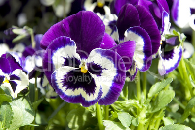 lilac pansies