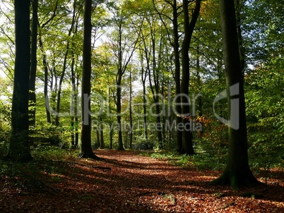 Waldweg