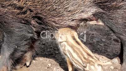 young boar drinking