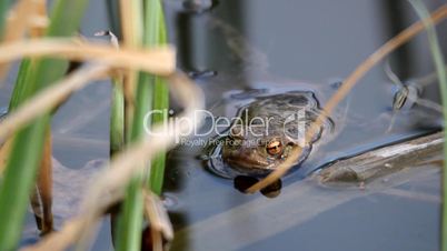 frog croaking in the water