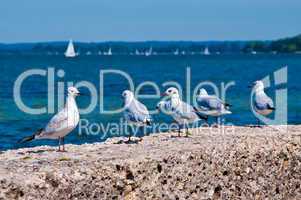 Seagulls on the Seashore