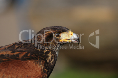 Wüstenbussard (Parabuteo unicinctus)