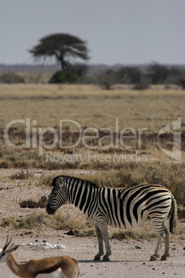 Steppenzebra und Springbock