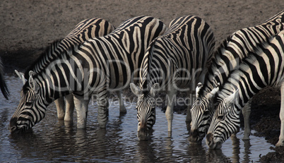 Trinkende Zebras