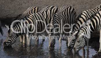 Trinkende Zebras