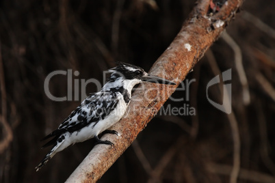 Graufischer (Ceryle rudis)