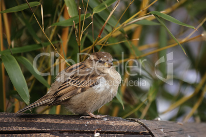 Haussperling (Passer domesticus)