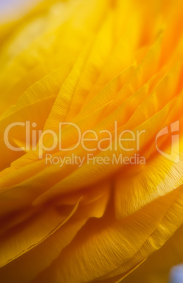 Yellow Persian Buttercup Flower Ranunculus asiaticus