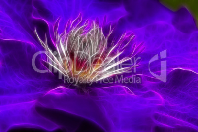 Clematis