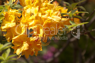 Gelber Rhododendron