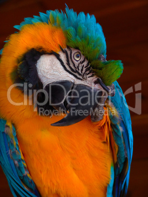 Big Multicolored Parrot
