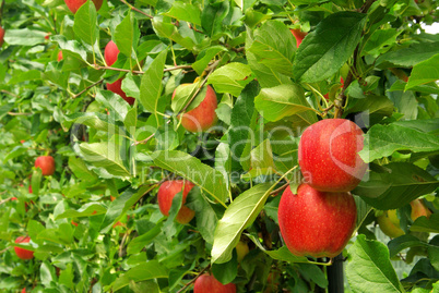 Apfel am Baum - apple on tree 10