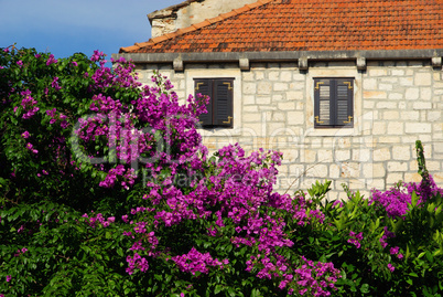 Bougainvillea 04