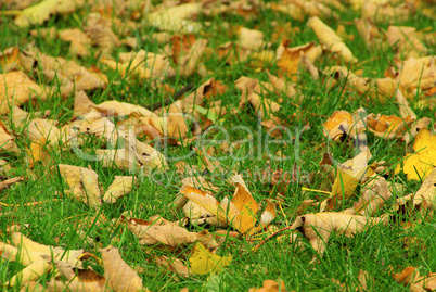 Herbstlaub auf Wiese - fall foliage on meadow 01