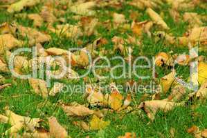 Herbstlaub auf Wiese - fall foliage on meadow 01