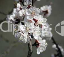 Apricot flowers