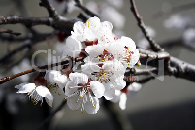 Apricot flowers