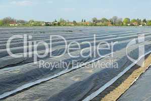 Spargelfeld - asparagus field 06