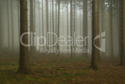 Wald im Nebel - forest in fog 08