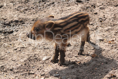 young boar
