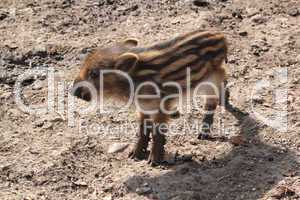 young boar