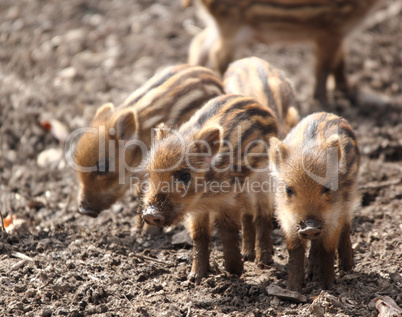 sounder of young wild  boars