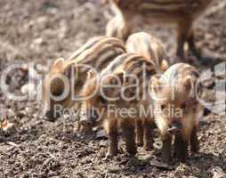 sounder of young wild  boars
