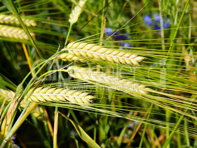 3 Gerstenähren