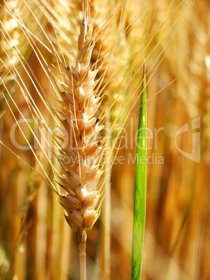 Triticale