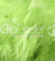 Green feathers