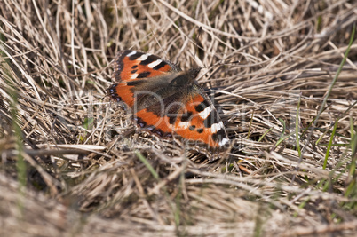 Little Fox - Aglais urticae