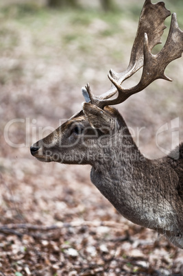 Fallow deer - Dama dama